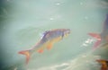 SchwanenfeldÃ¢â¬â¢s tinfoil barb fish in the canal. Red tail carp s Royalty Free Stock Photo